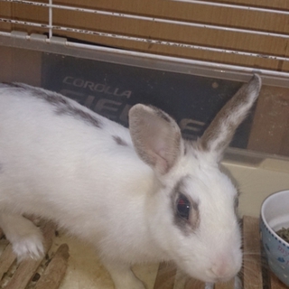 うさぎの里親募集！
