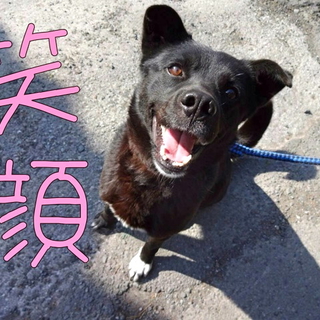 オテもオスワリもできるよ♡お利口な黒ラブミックス