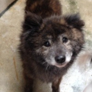 甲斐犬♂推定１０歳