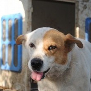 被災犬を家族に・・・ジャック君