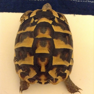元気なヘルマンリクガメです。