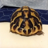元気なヘルマンリクガメです。 サムネイル2