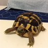 元気なヘルマンリクガメです。 サムネイル4