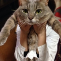 5歳 メス猫の里親さんを探してます！