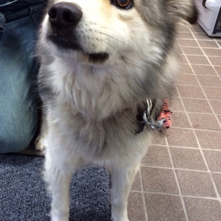 飼い主重体のためセンターに殺処分依頼された犬
