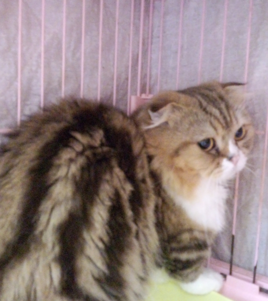 マンチカン★コロコロ君★男の子1歳 サムネイル3