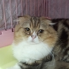 マンチカン★コロコロ君★男の子1歳 サムネイル2