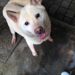 紀州犬♂推定９歳