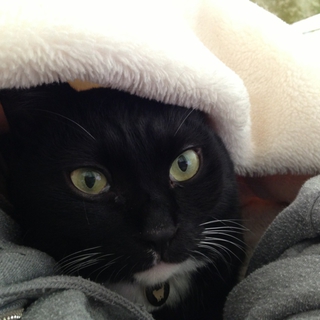 猫の皮を被った犬のような性格の男の子
