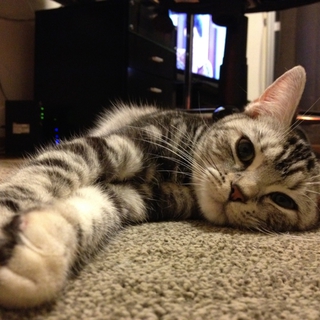 アメショーの美猫です。