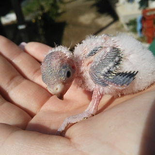 セキセイインコのヒナ（４羽）里親募集