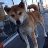 イケメンな柴犬ミックス ライム君 サムネイル2