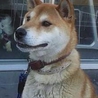 イケメンな柴犬ミックス ライム君 サムネイル5