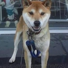 イケメンな柴犬ミックス ライム君 サムネイル6