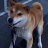 イケメンな柴犬ミックス ライム君 サムネイル4