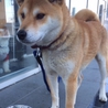 イケメンな柴犬ミックス ライム君 サムネイル3