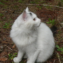 緊急！！室内飼いの方募集”激美人です！！