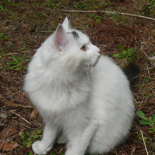 緊急！！室内飼いの方募集”激美人です！！
