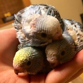 セキセイインコの雛3羽☆里親決まりました!!