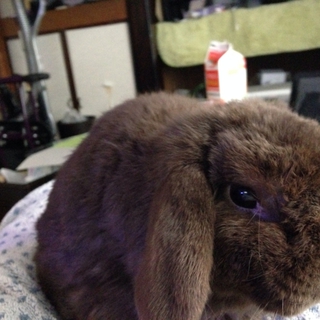 ポーランドロップイヤー(チョコレート)