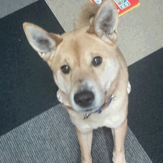 里親さん急募！ミックス犬　オス