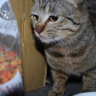 子猫の美衣（みい）ちゃんの里親になってください