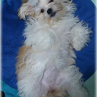 シーズーミックス女の子７ヶ月