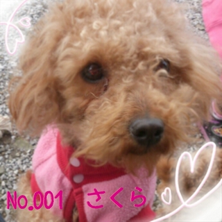 トイプードル（成犬）里親募集！