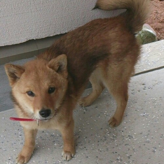 里親さん探しています