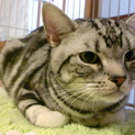 アメショー1歳男の子