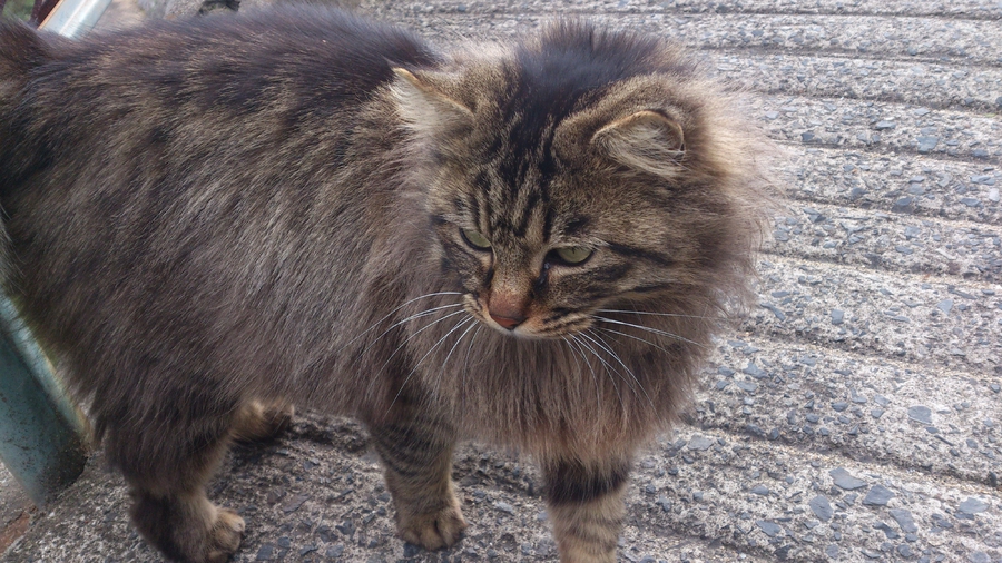 【至急】　妊娠中の成猫です　【募集期間短いです】 サムネイル7