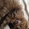 【至急】　妊娠中の成猫です　【募集期間短いです】 サムネイル6