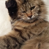 【至急】　妊娠中の成猫です　【募集期間短いです】 サムネイル5