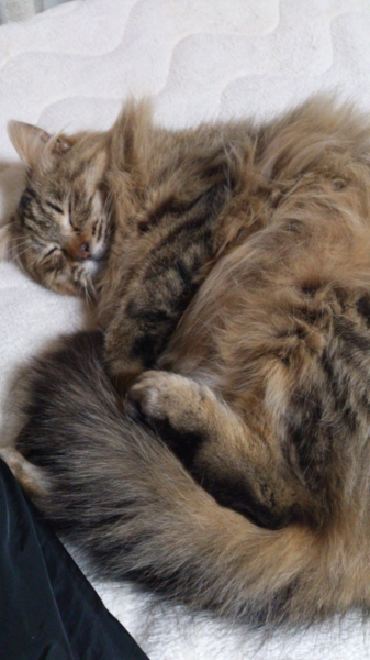 【至急】　妊娠中の成猫です　【募集期間短いです】 サムネイル2