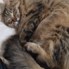 【至急】　妊娠中の成猫です　【募集期間短いです】 サムネイル2