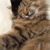 【至急】　妊娠中の成猫です　【募集期間短いです】 サムネイル4