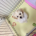 4ヶ月ぺきぷ〜の里親になりませんか？