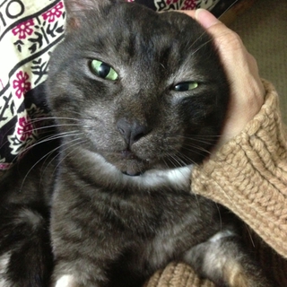 人が大好き、人懐こい膝乗り猫（オス去勢済）