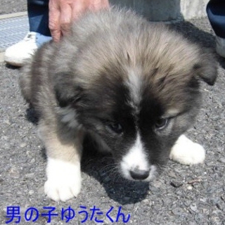高齢飼い主急死で母犬は処分　大人しい５兄弟姉妹です