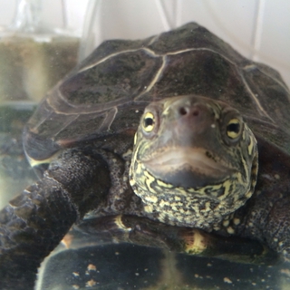 ゼニガメの里親さま募集