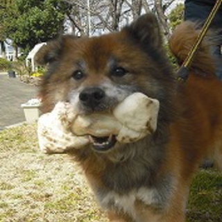 里親決定！★おやつ好き★飼い主飼育放棄の雑種