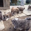 秋田犬の子犬 里親募集します！