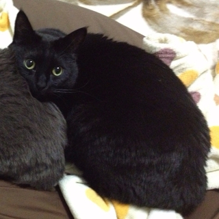 急募！成猫ちゃんです。