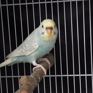 ※セキセイインコ※仲良しペアとメス1羽