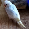 ※セキセイインコ※2番目のみ募集中　黒と紫の子