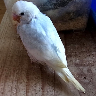※セキセイインコ※2番目のみ募集中　黒と紫の子