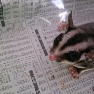 モモンガを保護したのですが