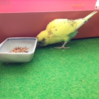 手乗りのセキセイインコ30日の仔です