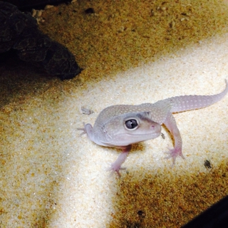 レオパブリザード♀