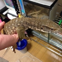 サバンナモニター